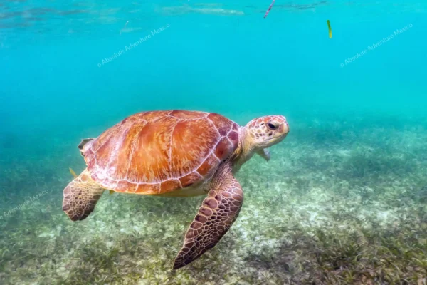 Green sea turtle in  Akumal Bay