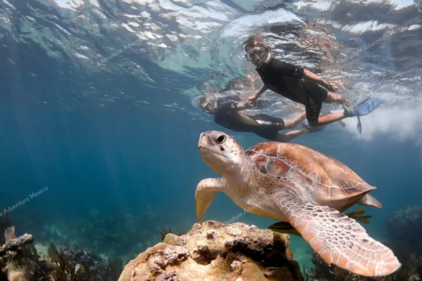 Two snorkelers swimming with sea turtle on Tulum ruins cenote turtles tour