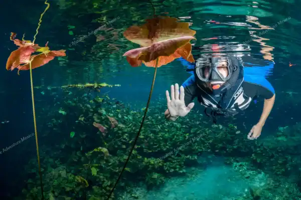 Private cenote tour  Cancun snorkeling in open-air cenote with lily flowers
