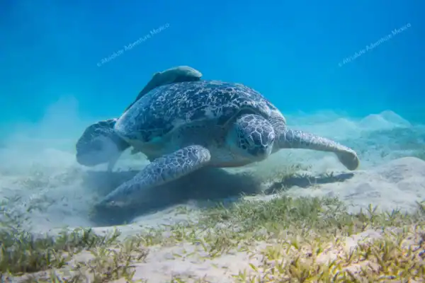 Turtle with remora  fish eating seagrass