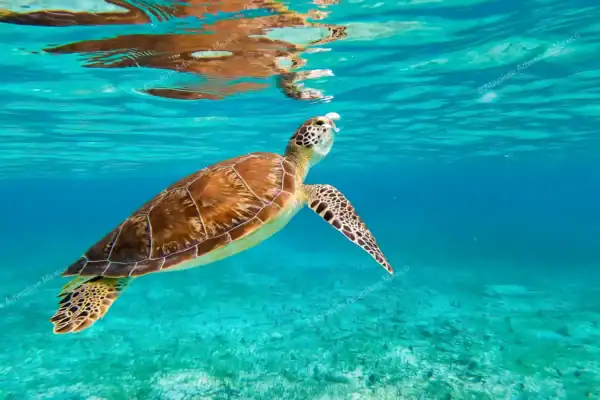 Turtle swimming up  for air on Akumal turtles tour