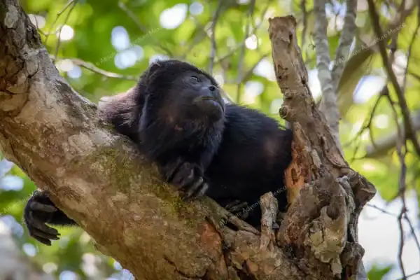 Howler monkey at  Punta Laguna monkey reserve