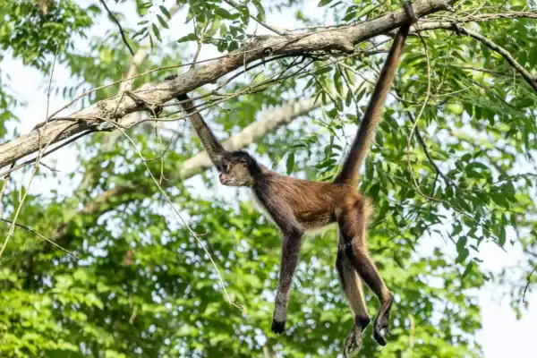 Spider monkey using  its tail as anchor in Punta Laguna