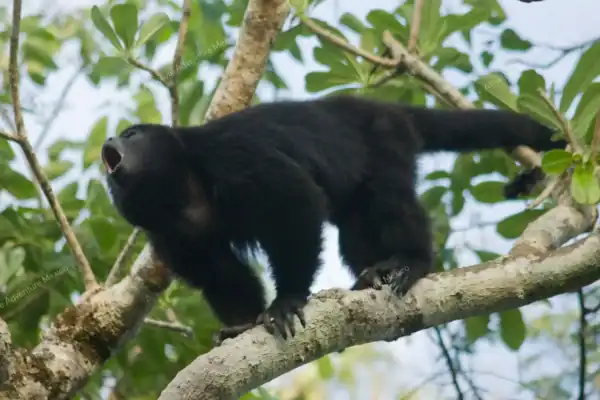 Howler monkey  calling in Punta Laguna nature reserve