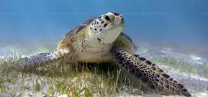Swim with turtles akumal bay regulation