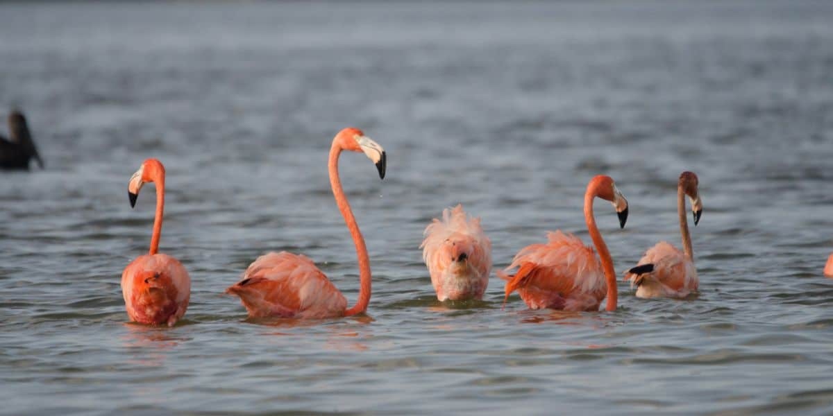 Flamingos in the wetlands of Río Lagartos