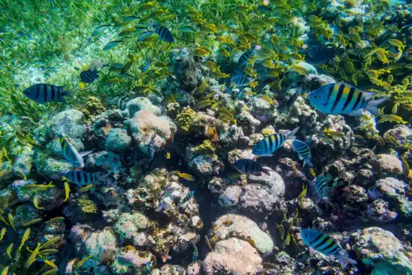 Tropical fish seen  on Tulum snorkeling tour