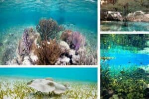 Private snorkeling tour of Tulum reef and swimm in a cenote