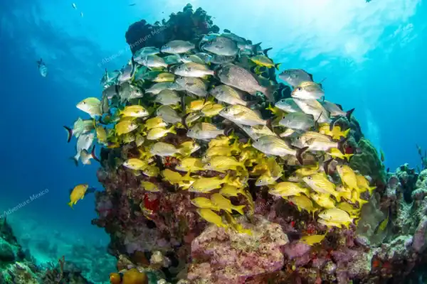 School of fish on  reef during Tulum snorkeling tour