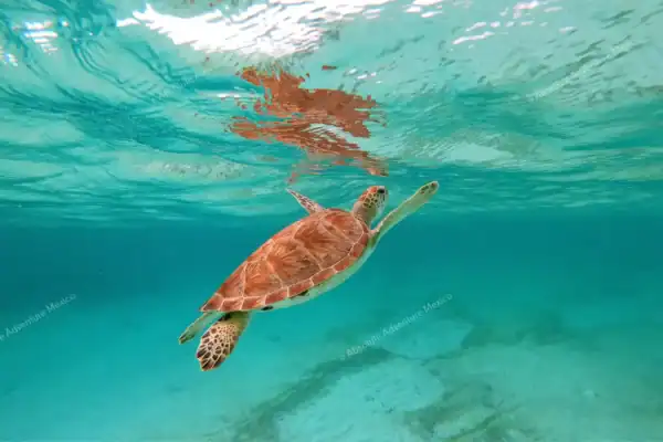 Sea turtle swimming  up to surface during swim with turtles Tulum