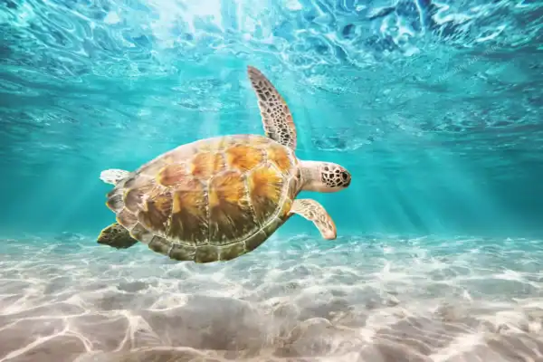 Green sea turtle  gliding through clear water