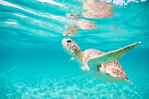 Green sea turtle  swimming up toward surface