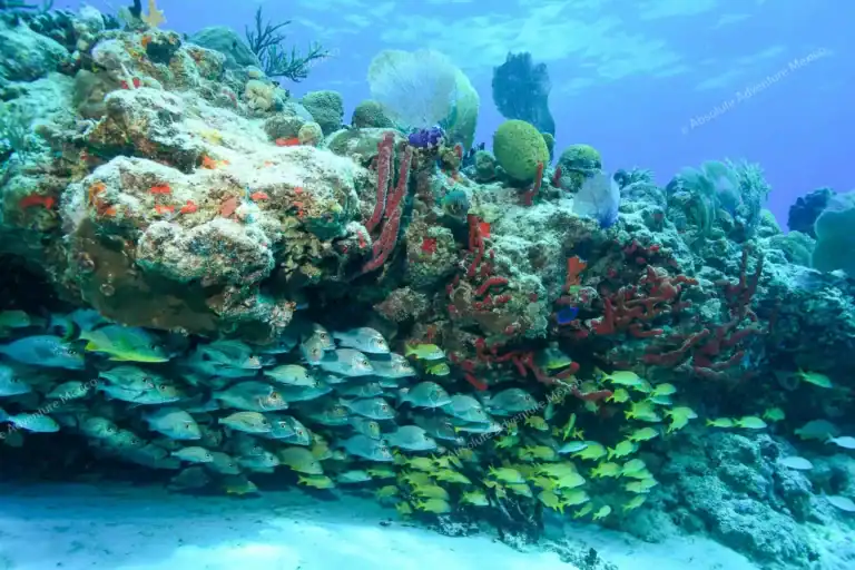 School of fish  under coral reef Puerto Morelos