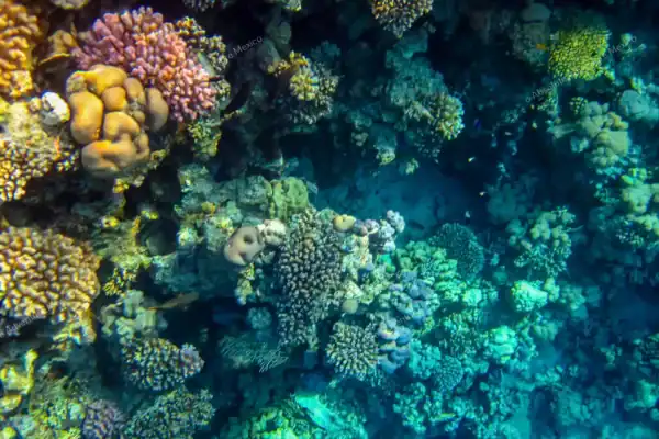 Coral reef  diversity Puerto Morelos snorkeling
