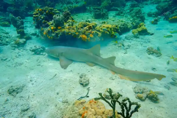 Nurse shark  encounter Puerto Morelos snorkeling tour