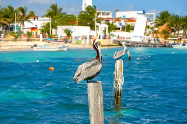 Pelicans perched on  wooden pier posts Puerto Morelos
