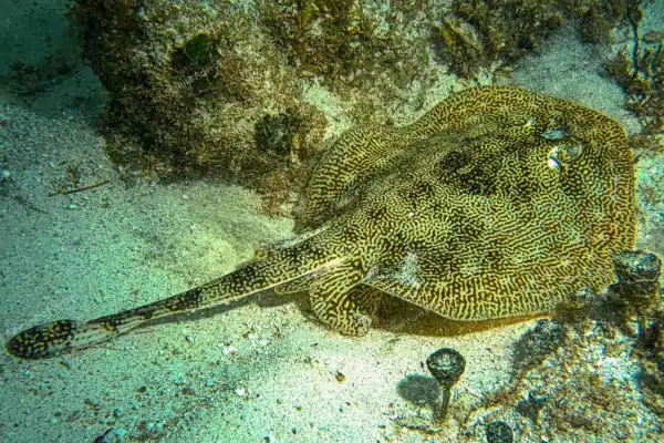 Ray swimming on  sandy bottom at Puerto Morelos reef