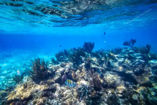 Shallow coral reef  with fish Puerto Morelos snorkeling