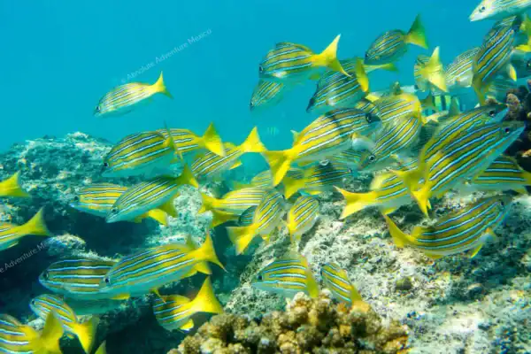 School of fish  Puerto Morelos reef