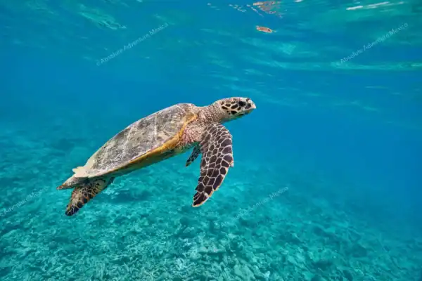 Turtle swimming up  encounter Puerto Morelos snorkeling