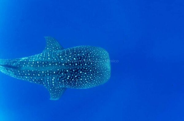 Swim with whale sharks tour in Cancun, Playa del Carmen