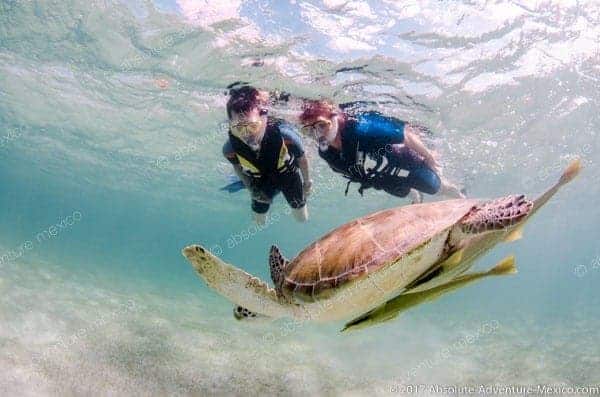 Snorkeling Turtle Tour Akumal