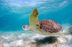 Snorkeling with Turtles Tour Akumal