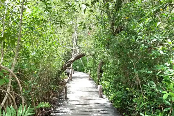 Wooden path through  jungle to reach lagoon