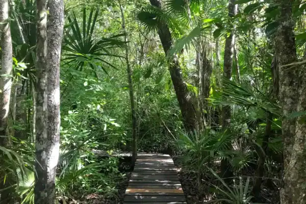 Mangrove walking  path near Muyil ruins