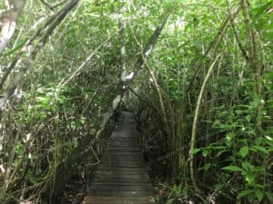 Muyil Jungle Trail