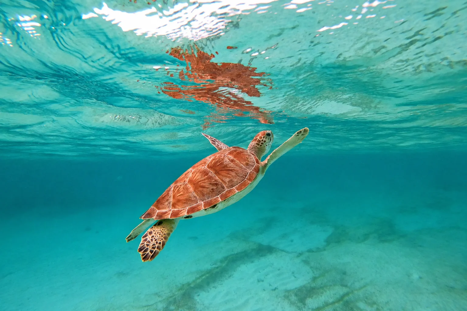 Sea turtle swimming toward the surface in Akumal Bay