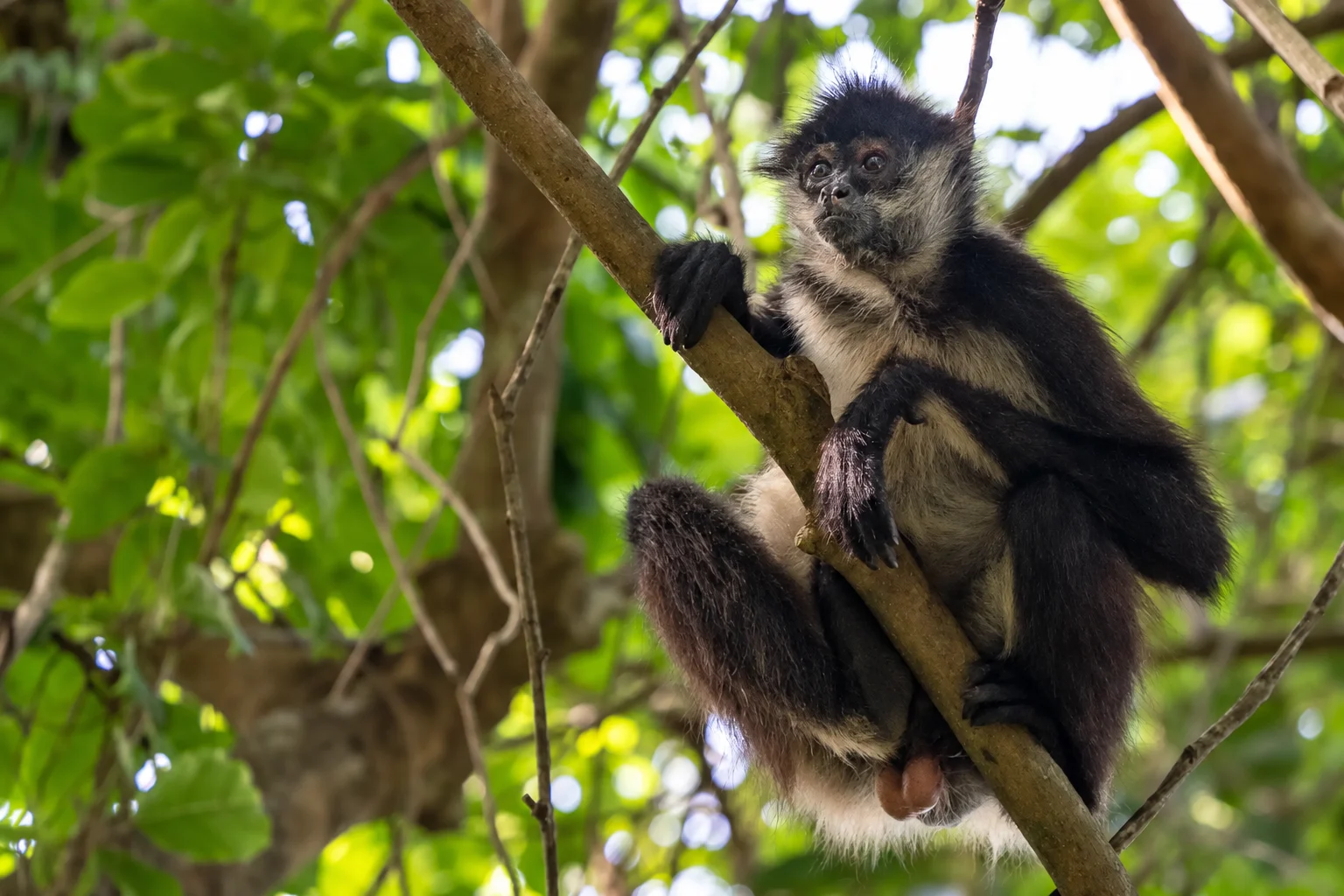 Spider monkey in the trees at Punta Laguna