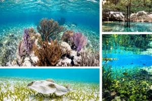 Tulum reef snorkeling and cenote swimming — photo collage