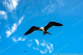 bird watching rio lagartos