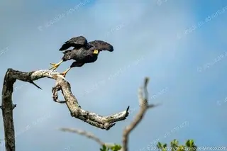 Eagle at Rio Lagartos