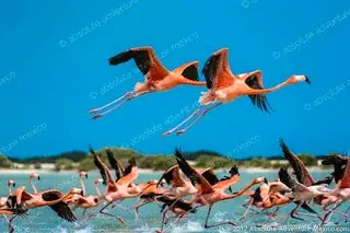 pink flamingo rio lagartos las coloradas