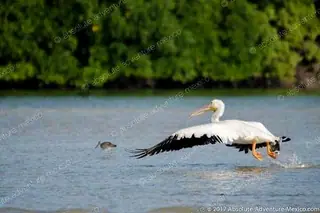 Rio Lagartos Bird watching tour