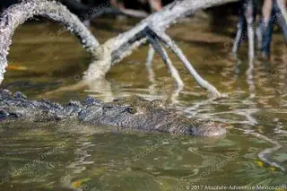 Crocodile Rio Lagartos Yucatan