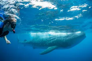 Swim with whale sharks private tour in Cancun, Playa del Carmen