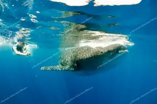 whale sharks tour playa del carmen