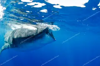 whale sharks tour cancun