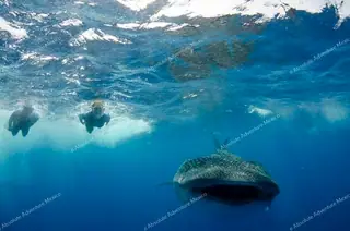 Swim with whale sharks tour