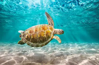 Sea turtle swimming
  in Akumal