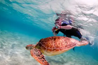 Snorkeler taking
  photo of sea turtle during Akumal turtles tour