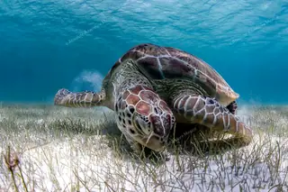 Turtle eating
  seagrass in Akumal Bay