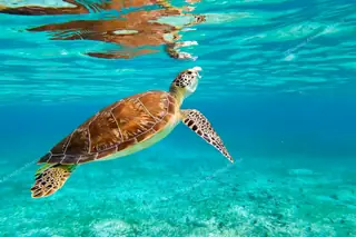 Turtle swimming up
  for air on Akumal turtles tour