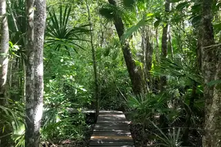 Mangrove walking
path near Muyil ruins