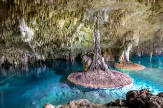 Gigantic tree roots
  forming islands on surface