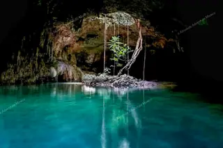 Room with tree growing through ceiling at
  Cenote Pet Cemetery