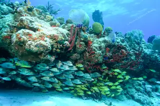 School of fish
  under coral reef Puerto Morelos